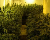 Kannabiszon gyakorolta a növénytermesztést