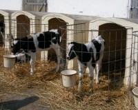 Az agrártárca erősítené az állattenyésztést