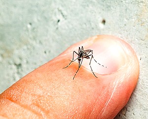 A szúnyogcsípés veszélyei emberre, állatra
