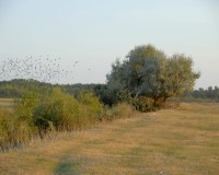 Amikor már az öntözőcsatornák is lángolnak