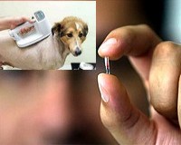 Január elsejétől kötelező lesz a mikrochip