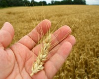 Befejeződött az aratás: jó minőségű a gabona