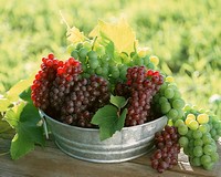 Alföldi felvásárlók rabolják a tokaji szőlőt?