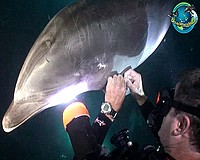 A delfin kért segítséget a búvártól