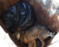 Meglőtt kutyák a konténerben