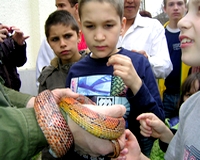 Simogassam vagy ne simogassam