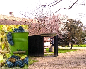 Szüreti mulatság Hódmezővásárhelyen